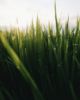 Picture of TEXAS PASTURE 15-10-5 PLUS